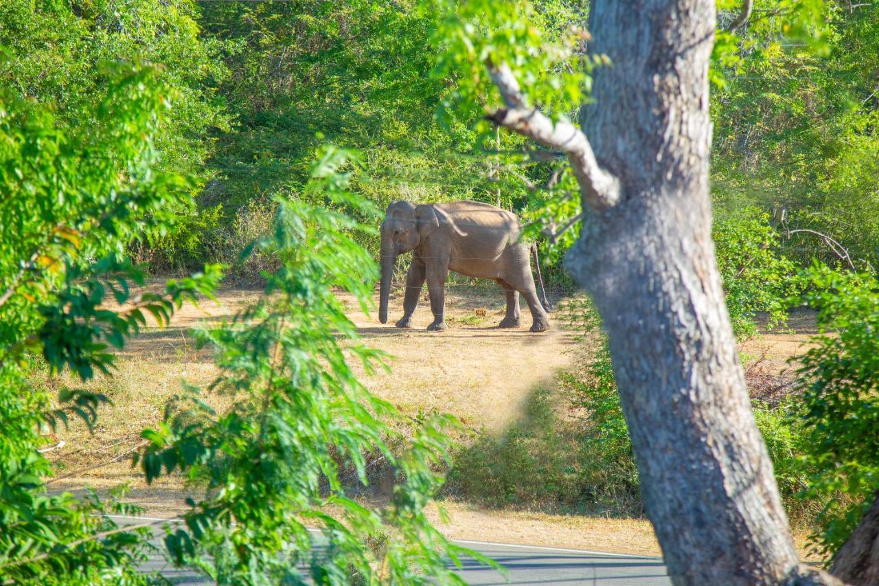 Ali Weta Safari Resort Udawalawe Bagian luar foto