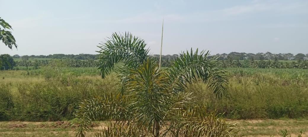 Ali Weta Safari Resort Udawalawe Bagian luar foto