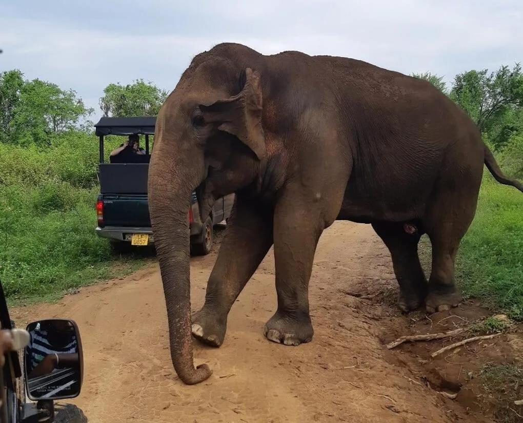 Ali Weta Safari Resort Udawalawe Bagian luar foto